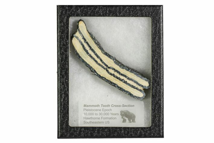 Mammoth Molar Slice With Case - South Carolina #106508
